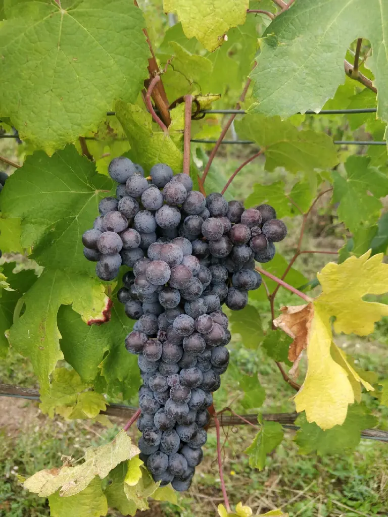 grapes.webp