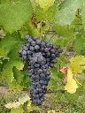 grapes.webp